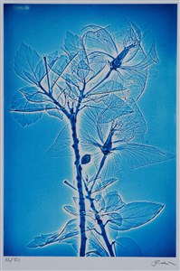 Image description is not available for 2024.013